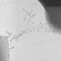 X-ray of dendrite failure